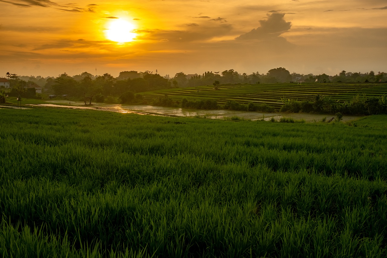 Rismark solnedgang Ubud